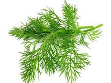 Dill
