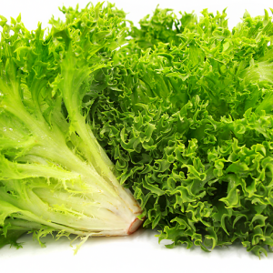 lettuce green coral