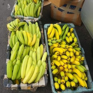 Banana-std fijian long