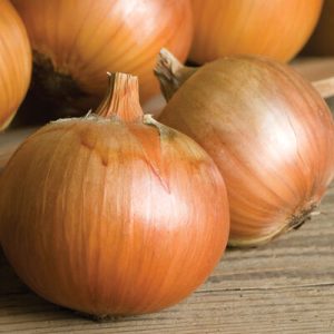 brown onion-imported x kg