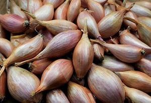 shallots imp