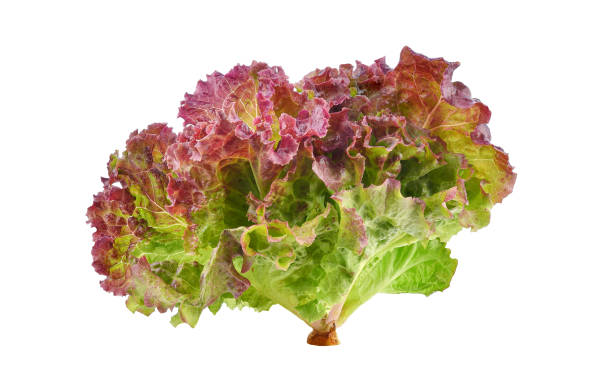 lettuce coral Red